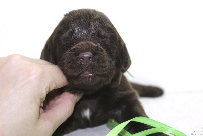 Фотография № 222492