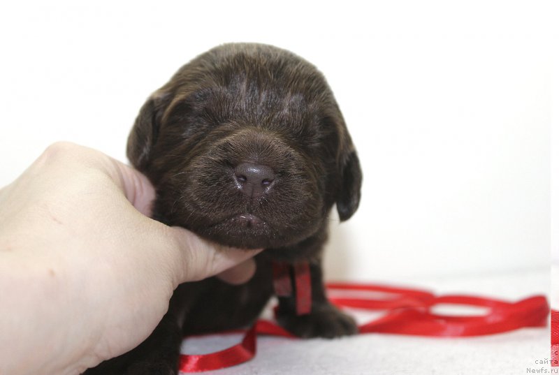 Фотография № 222493