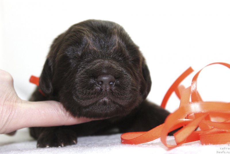 Фотография № 222494