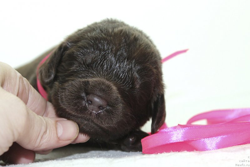 Фотография № 222495