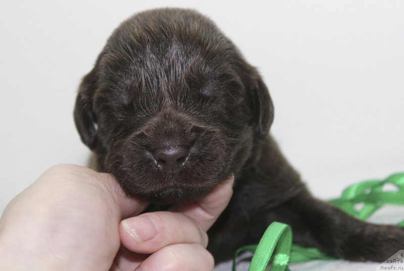 Фотография № 222496