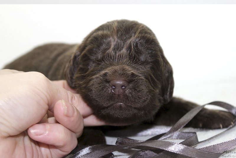 Фотография № 222497