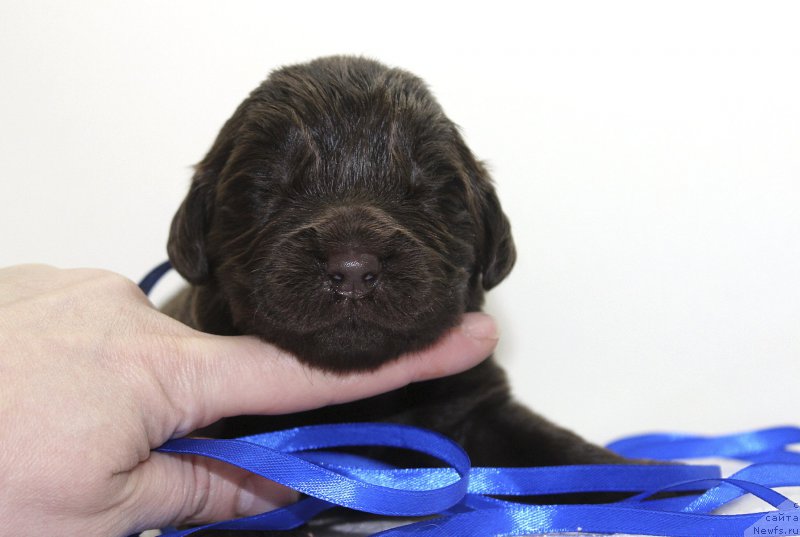 Фотография № 222498