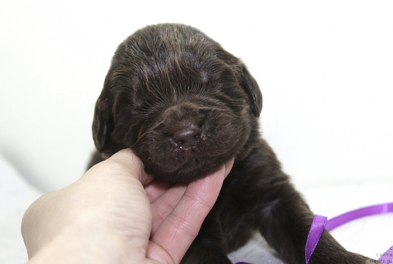 Фотография № 222499