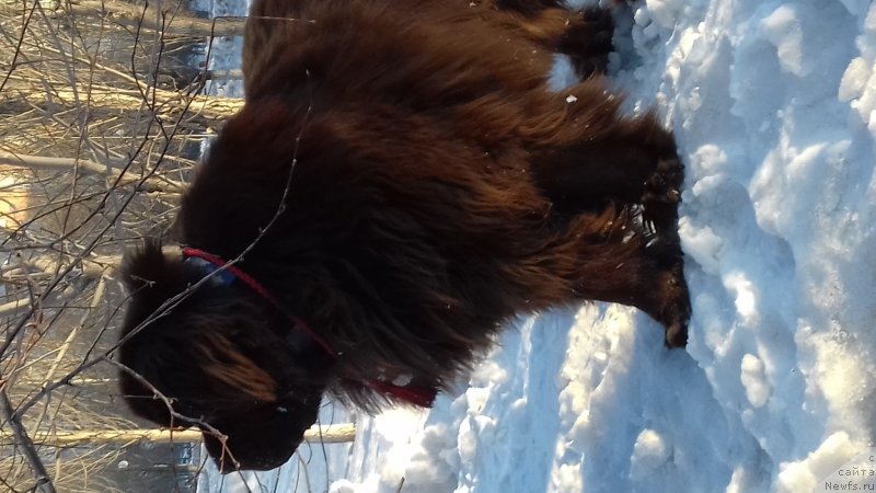 Фото: ньюфаундленд Акватория Келвин Селебрейшн