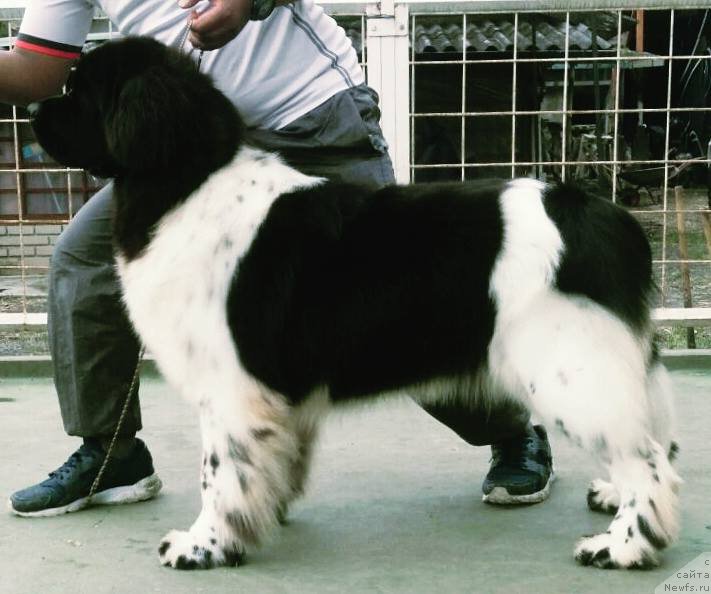 Фотография № 222503