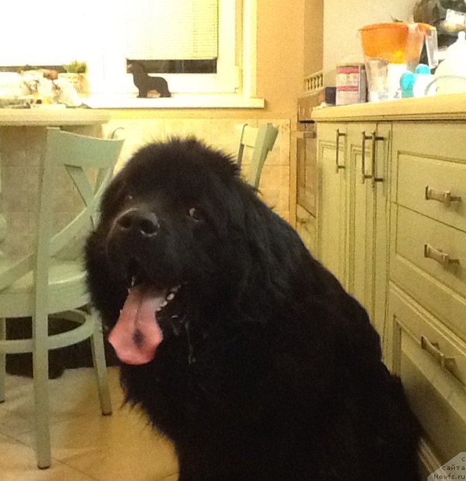 Фото: ньюфаундленд Чарльз Балу Блек Биар