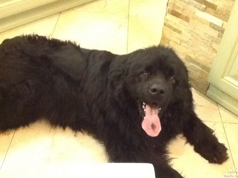 Фото: ньюфаундленд Чарльз Балу Блек Биар