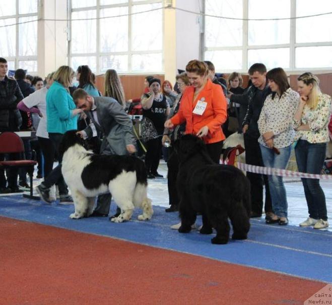 Фото: Ирина Черникова, ньюфаундленд Супер Премиум Ундерковер Лове (Super Premium Undercover Love)