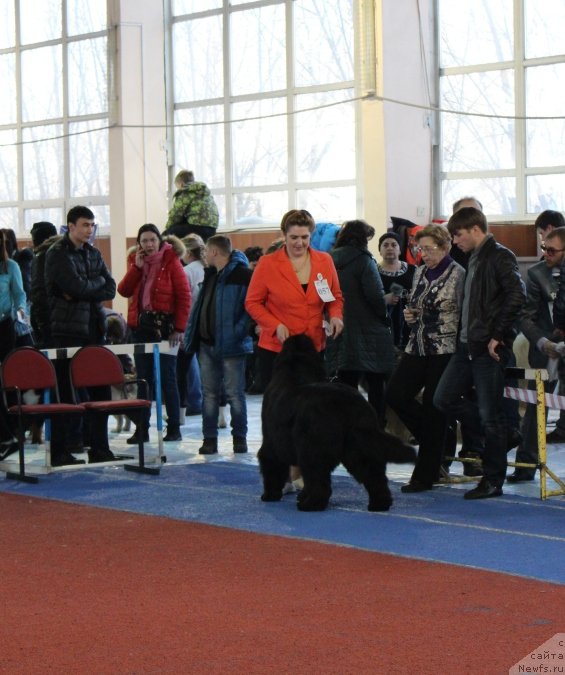 Фото: ньюфаундленд Супер Премиум Ундерковер Лове (Super Premium Undercover Love), Ирина Черникова