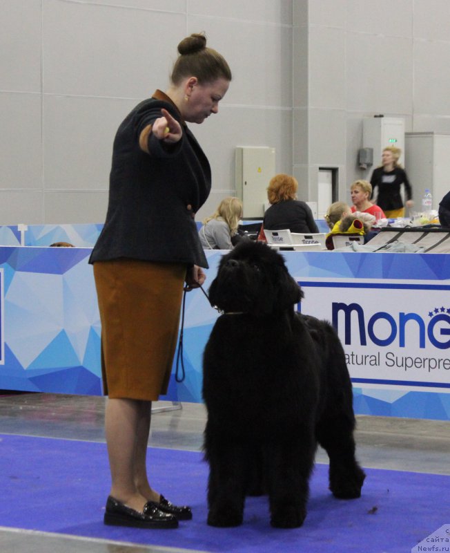 Фото: ньюфаундленд Акватория Келвин Глория (Aquatoriya Kelvin Gloria)