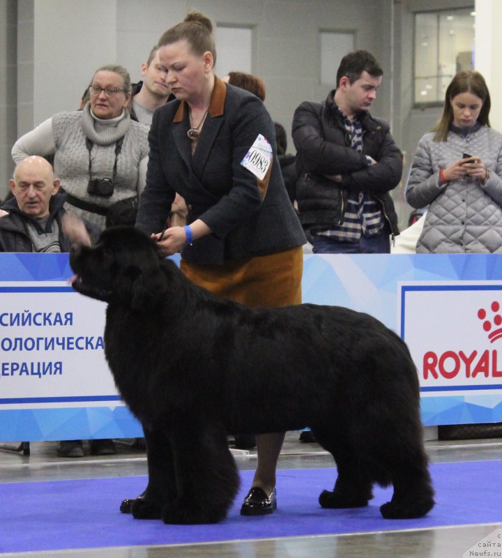Фото: ньюфаундленд Акватория Келвин Жасмин (Aquatoriya Kelvin Zhasmin)