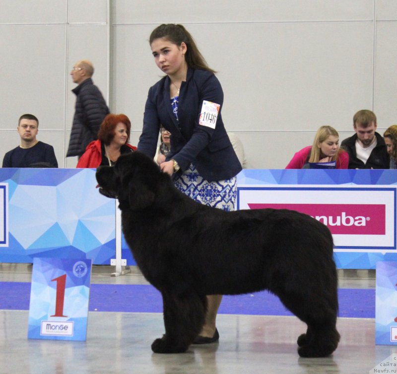 Фото: ньюфаундленд Акватория Келвин Глория (Aquatoriya Kelvin Gloria)