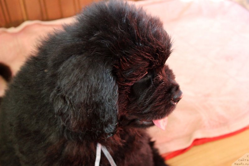 Фото: ньюфаундленд Браунблад MCК Лави Нэман (Brownblood MSK Lavy Neman)