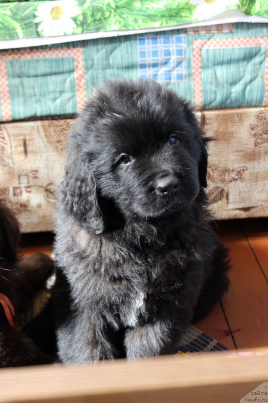 Фото: ньюфаундленд Браунблад MCК Лави Нэман (Brownblood MSK Lavy Neman)