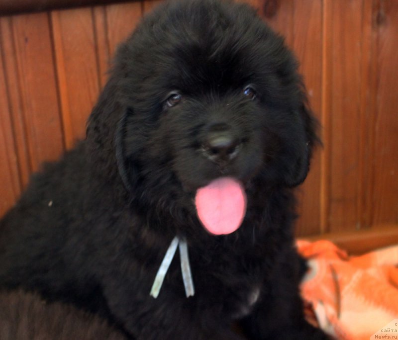 Фото: ньюфаундленд Браунблад MCК Лави Нэман (Brownblood MSK Lavy Neman)
