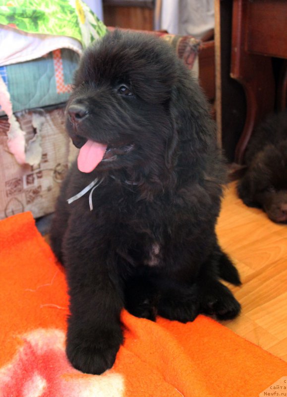 Фото: ньюфаундленд Браунблад MCК Лави Нэман (Brownblood MSK Lavy Neman)