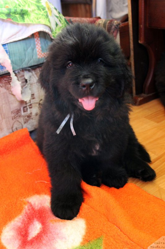 Фото: ньюфаундленд Браунблад MCК Лави Нэман (Brownblood MSK Lavy Neman)