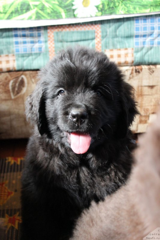 Фото: ньюфаундленд Браунблад MCК Лэджендари Норс (Brownblood MSK Lagendary North)