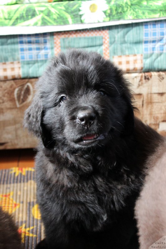 Фото: ньюфаундленд Браунблад MCК Лэджендари Норс (Brownblood MSK Lagendary North)