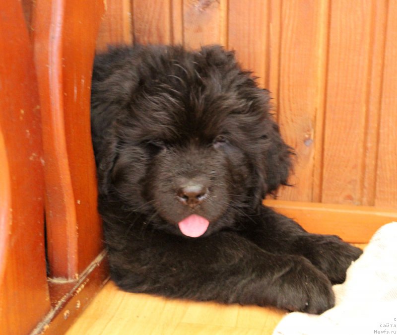 Фото: ньюфаундленд Браунблад MCК Лэджендари Норс (Brownblood MSK Lagendary North)