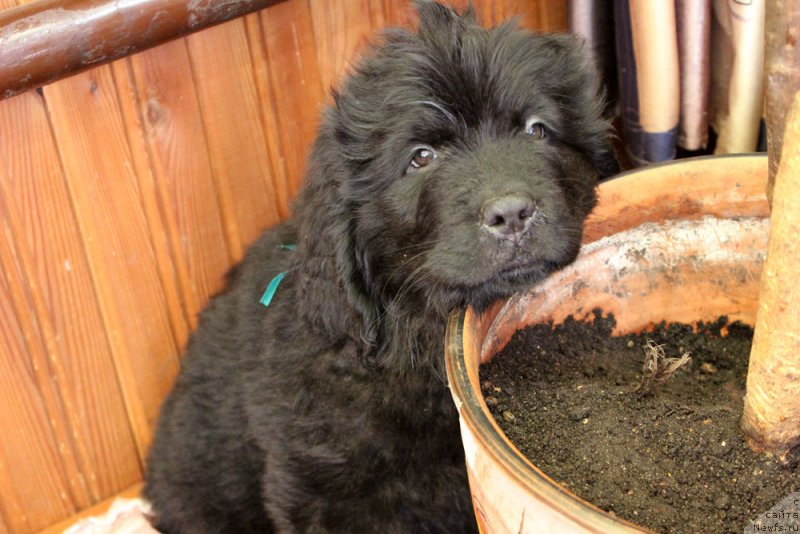Фото: ньюфаундленд Браунблад MCК Лэджендари Норс (Brownblood MSK Lagendary North)