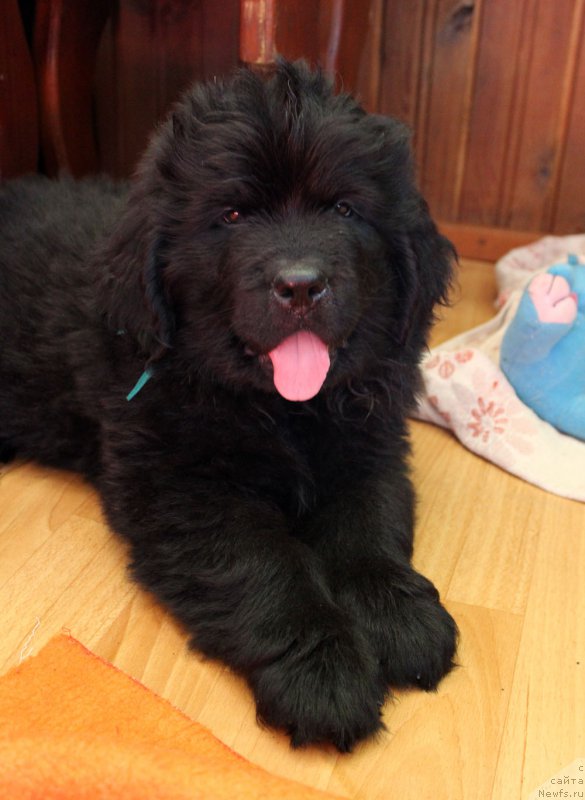 Фото: ньюфаундленд Браунблад MCК Лэджендари Норс (Brownblood MSK Lagendary North)