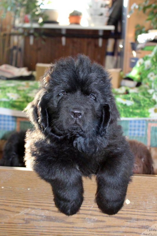 Фото: ньюфаундленд Браунблад MCК Лэджендари Норс (Brownblood MSK Lagendary North)