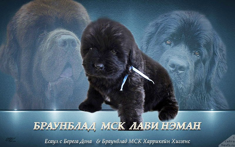 Фотография № 222540