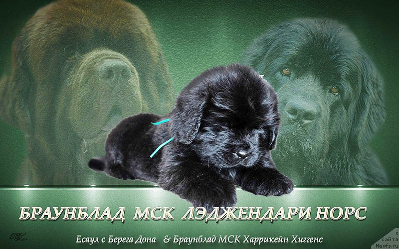 Фотография № 222541