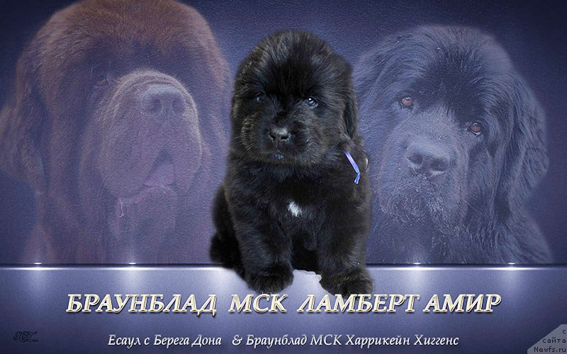 Фотография № 222542