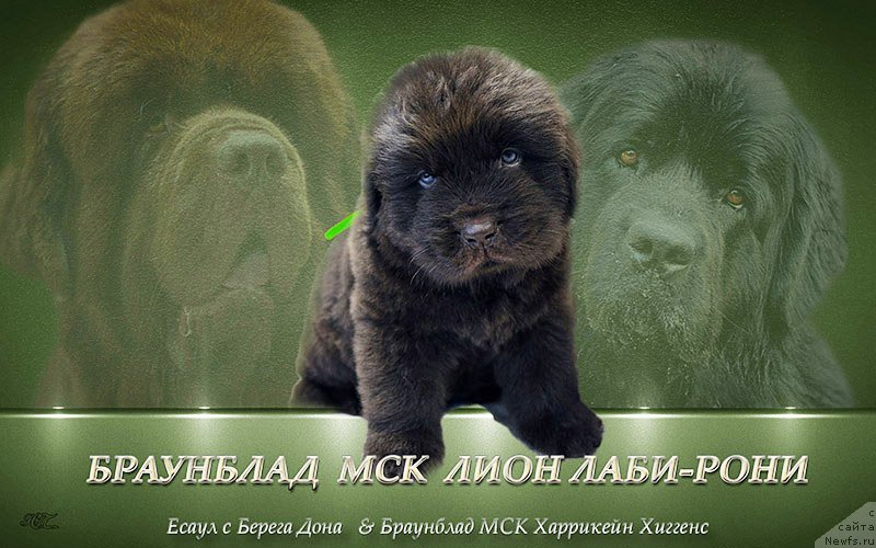 Фотография № 222543