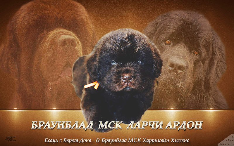 Фотография № 222544