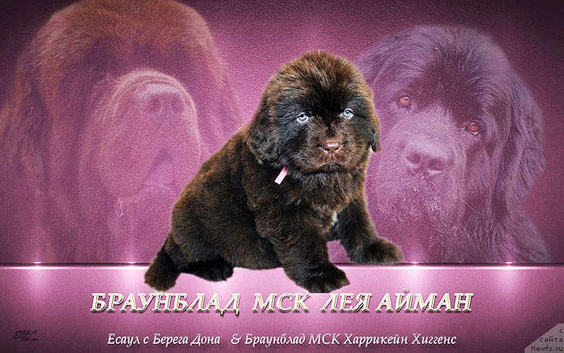 Фотография № 222545