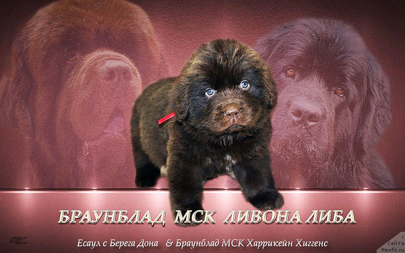 Фотография № 222546