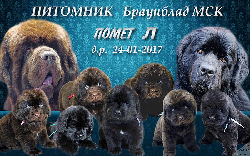 Фотография № 222547