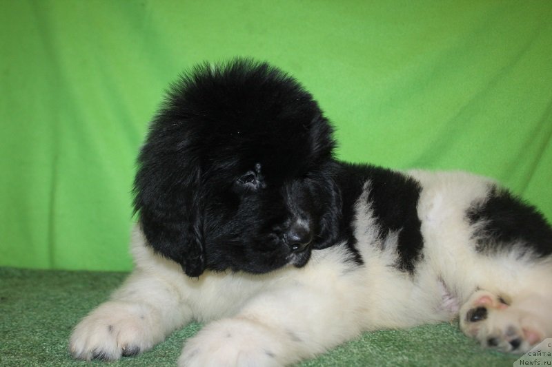 Фотография № 222554