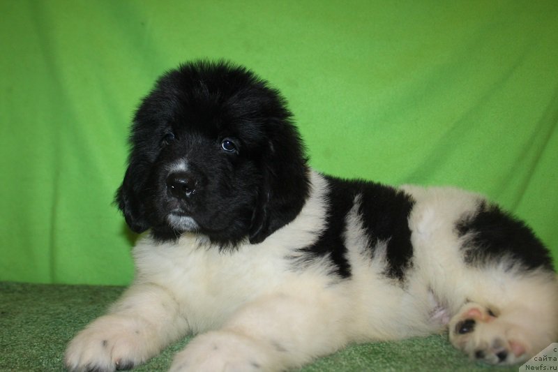 Фотография № 222555