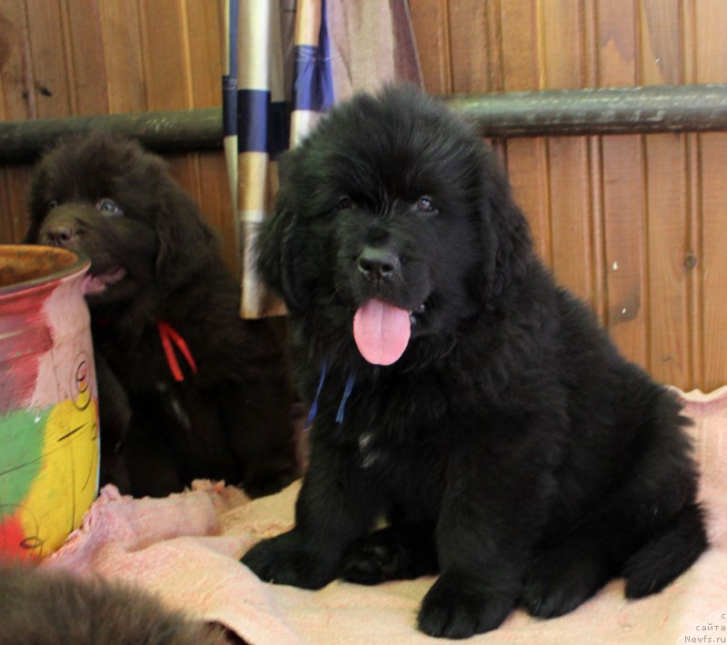 Фото: ньюфаундленд Браунблад МСК Ламберт Амир (Brownblood MSK Lambert Amir)