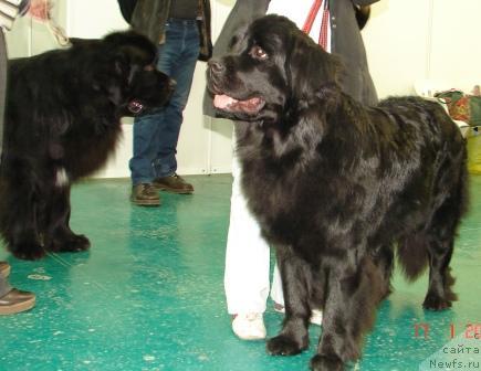 Фото: ньюфаундленд Зисс Шоу Гелз от Марлеон Дусвик