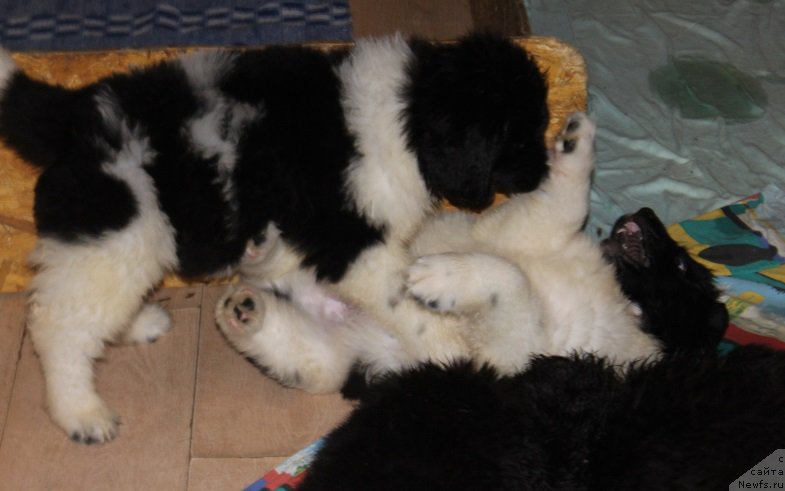 Фотография № 222568