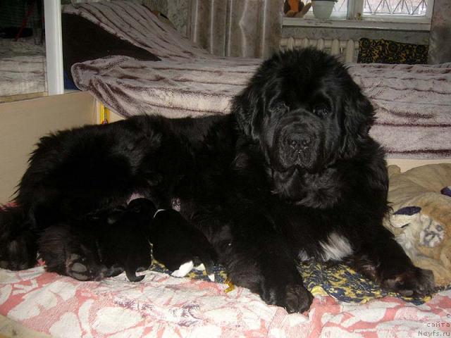 Фото: ньюфаундленд Супер Бизон Анталия