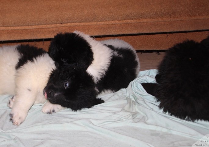 Фотография № 222570