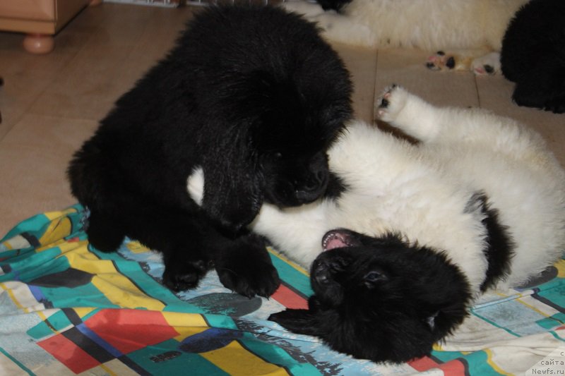 Фотография № 222572