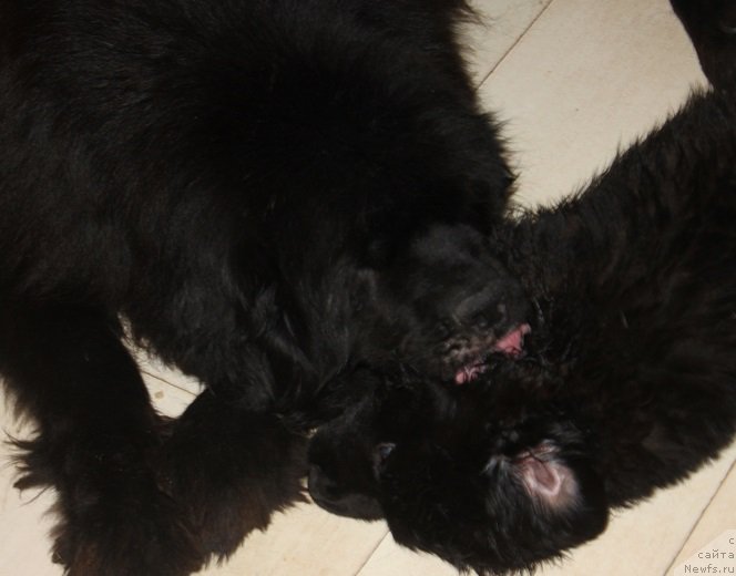 Фотография № 222576