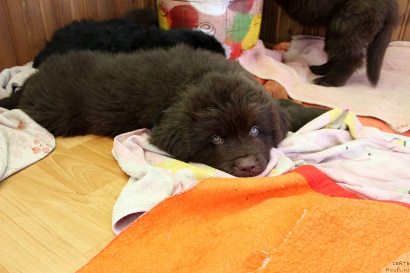 Фото: ньюфаундленд Браунблад  МСК Лион Лаби-Рони (Brownblood MSK Lyon Labi-Roni)