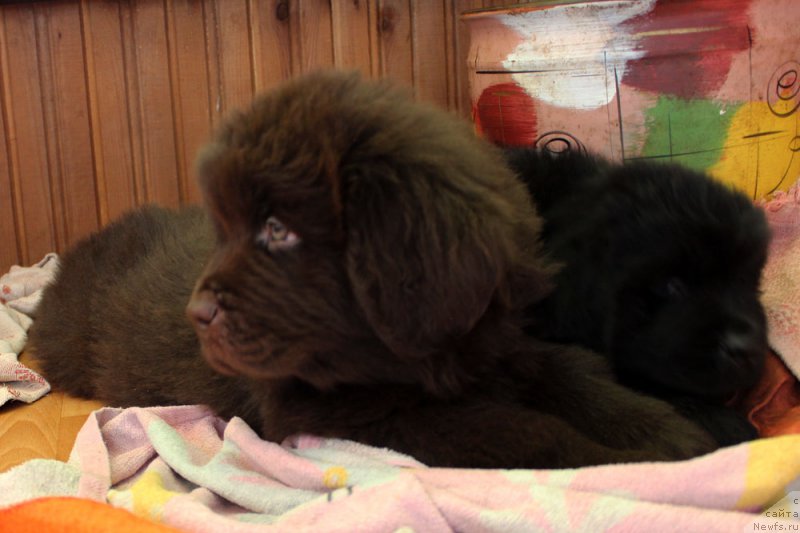 Фото: ньюфаундленд Браунблад  МСК Лион Лаби-Рони (Brownblood MSK Lyon Labi-Roni)