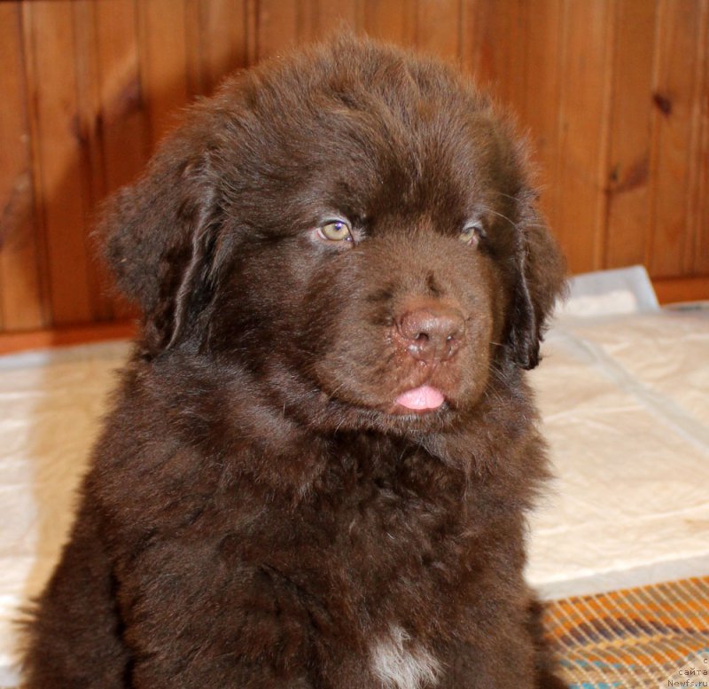 Фото: ньюфаундленд Браунблад МСК Ларчи Ардон (Brownblood MSK Larchie Ardon)