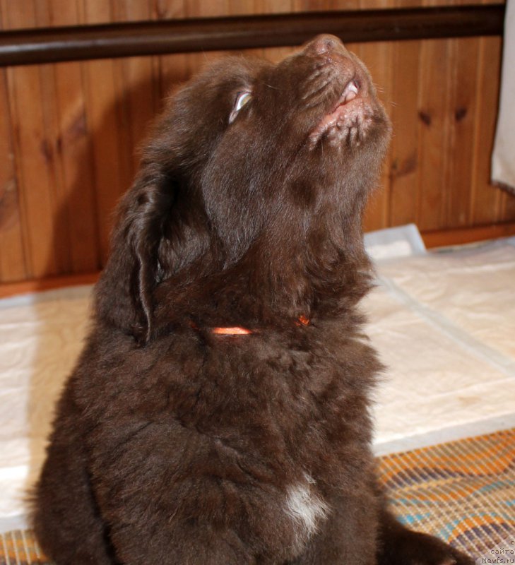 Фото: ньюфаундленд Браунблад МСК Ларчи Ардон (Brownblood MSK Larchie Ardon)