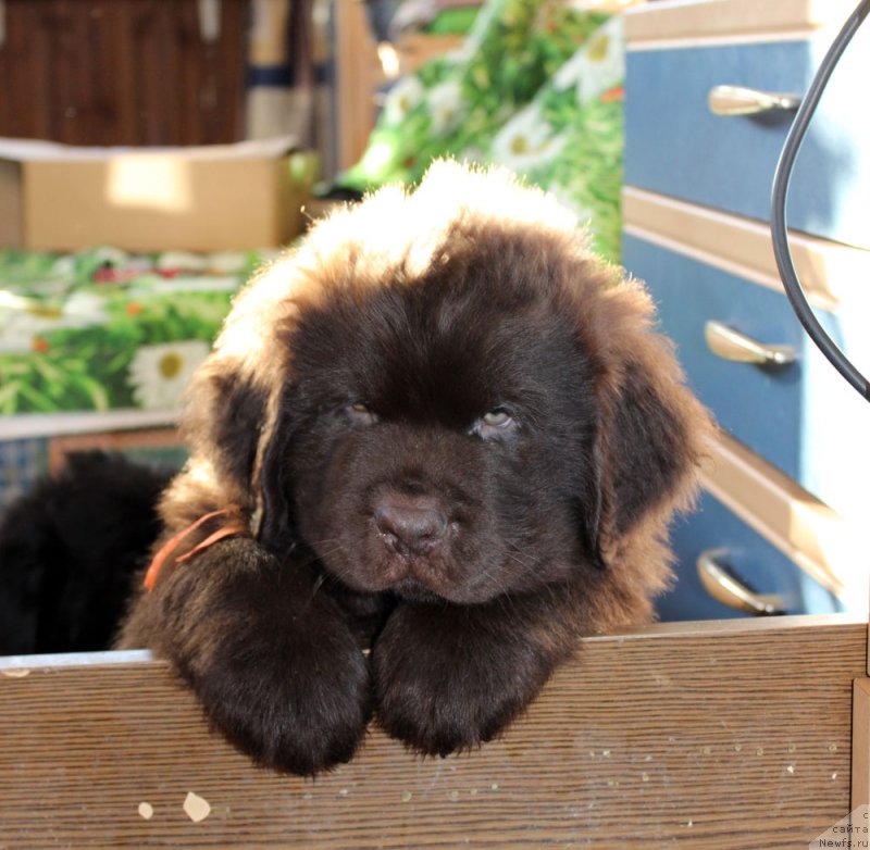 Фото: ньюфаундленд Браунблад МСК Ларчи Ардон (Brownblood MSK Larchie Ardon)